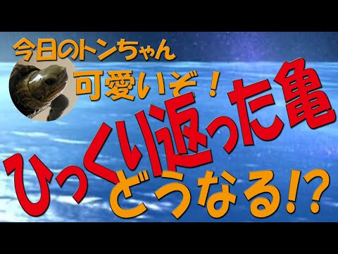 今日のトンちゃん 0009 ひっくり返ったカメがどうなる Youtube 今日のトンちゃん 0009 ひっくり返ったカメがどうなる Youtube