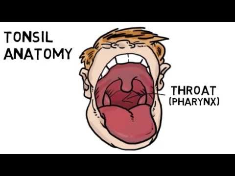 Video: Tonsil-afbeeldingen, Anatomie En Functie - Lichaamskaarten