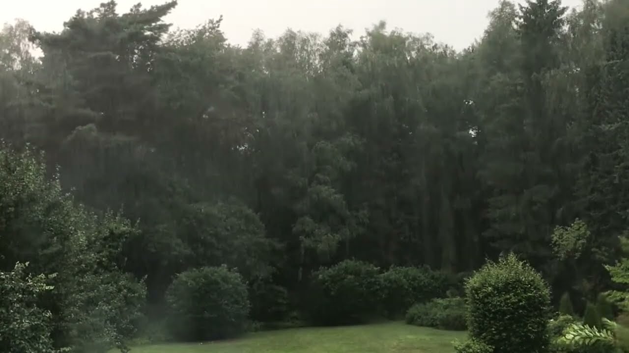 Quiet Place Forest Thunderstorm Relaxing ASMR