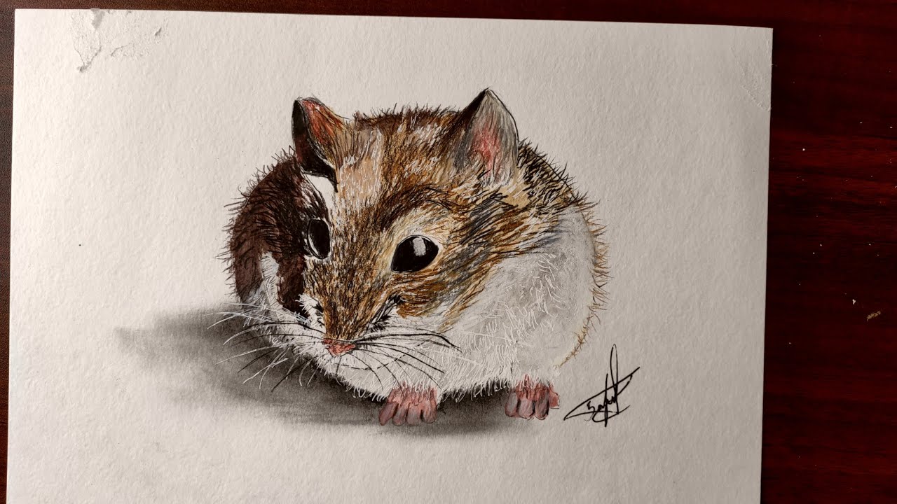 Видео как нарисовать хомяка