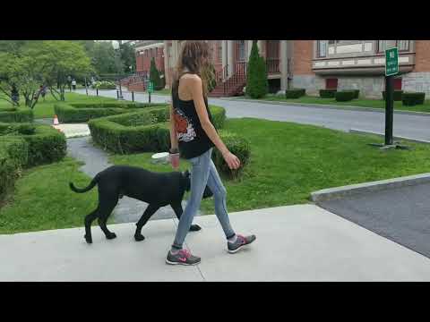 stamford-dog-trainers-/-new-haven-dog-trainers-/-7-month-presa-canario,-guinness