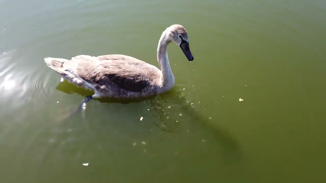 День третий, кормим лебедёнка...