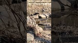 ancient fish weir