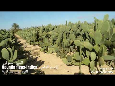 التين الشوكي الاسم العلمي    الفصيلة الصبارية