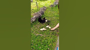 Chicken roaming around Singapore🐣🐥 #singapore #chicken #love