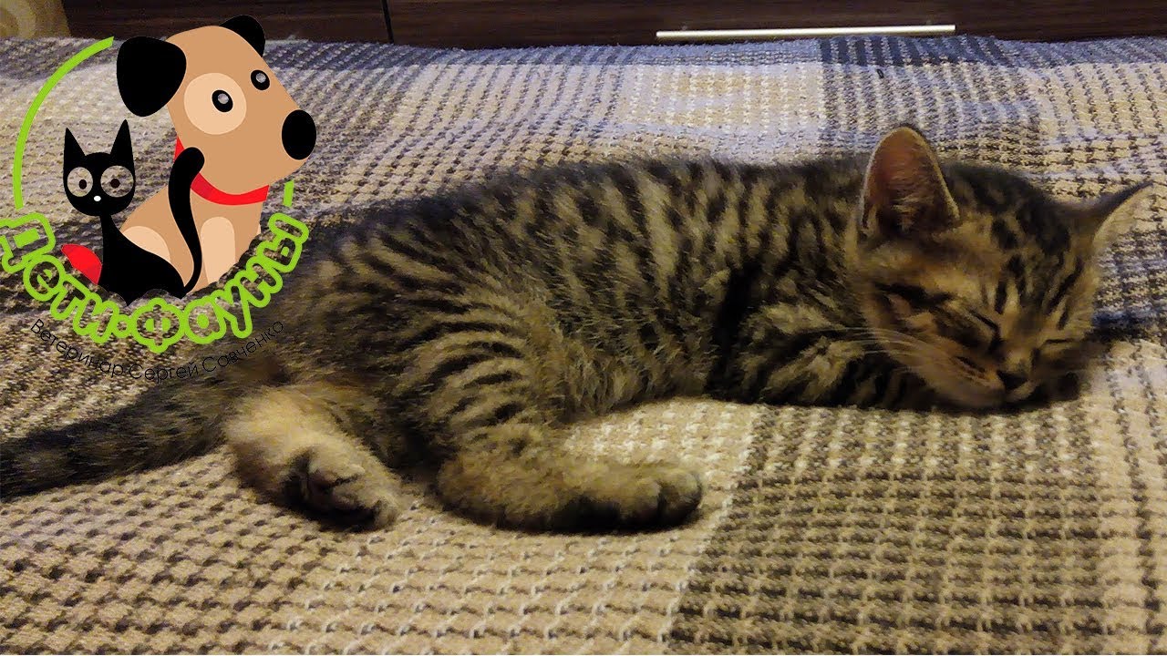 Котёнок в доме. Первые дни котёнка в новом доме Котёнок в доме. Первые дни котёнка в новом доме
