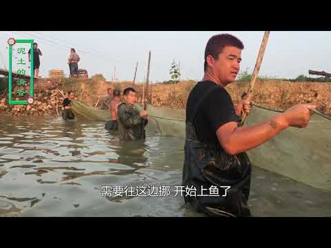 百米大网下水捕鱼上万斤，泥土哥穿上水裤就往水里钻，清香乐坏了