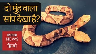 Have You seen rare two-headed Snake? (BBC Hindi) Have You seen rare two-headed Snake? (BBC Hindi)