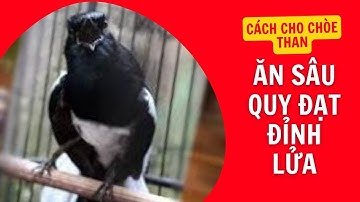 CÁCH CHO CHÒE THAN ĂN SÂU QUY ĐẠT ĐỈNH LỬA