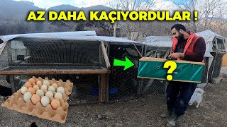 Keklikleri Taşıdık ! - Yumurta Toplama - Bıldırcın Videosu Çektin - Tavşan Videosu Yemleme