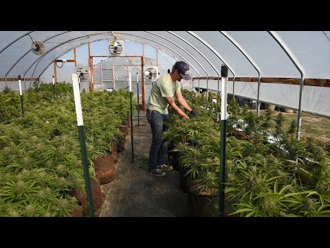 Video: Vai Oregonā var audzēt kaņepes?