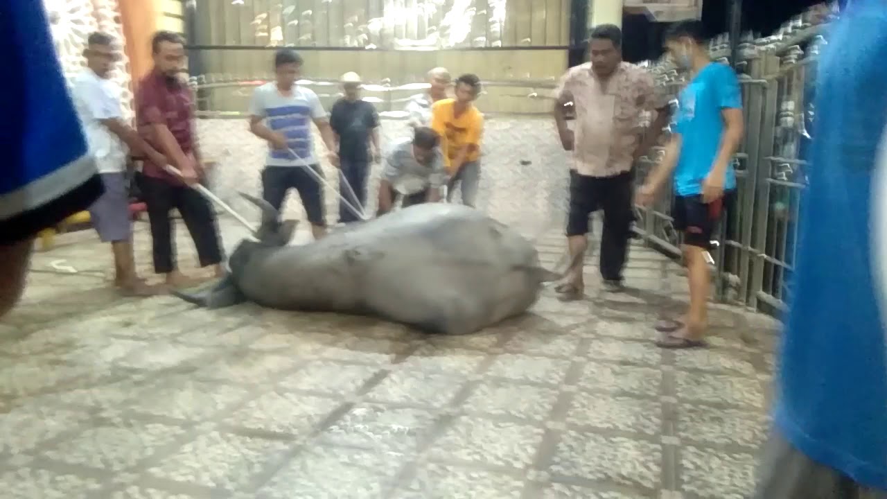 Kerbau di potong  di hari  sabtu  kerbau kabau minang YouTube