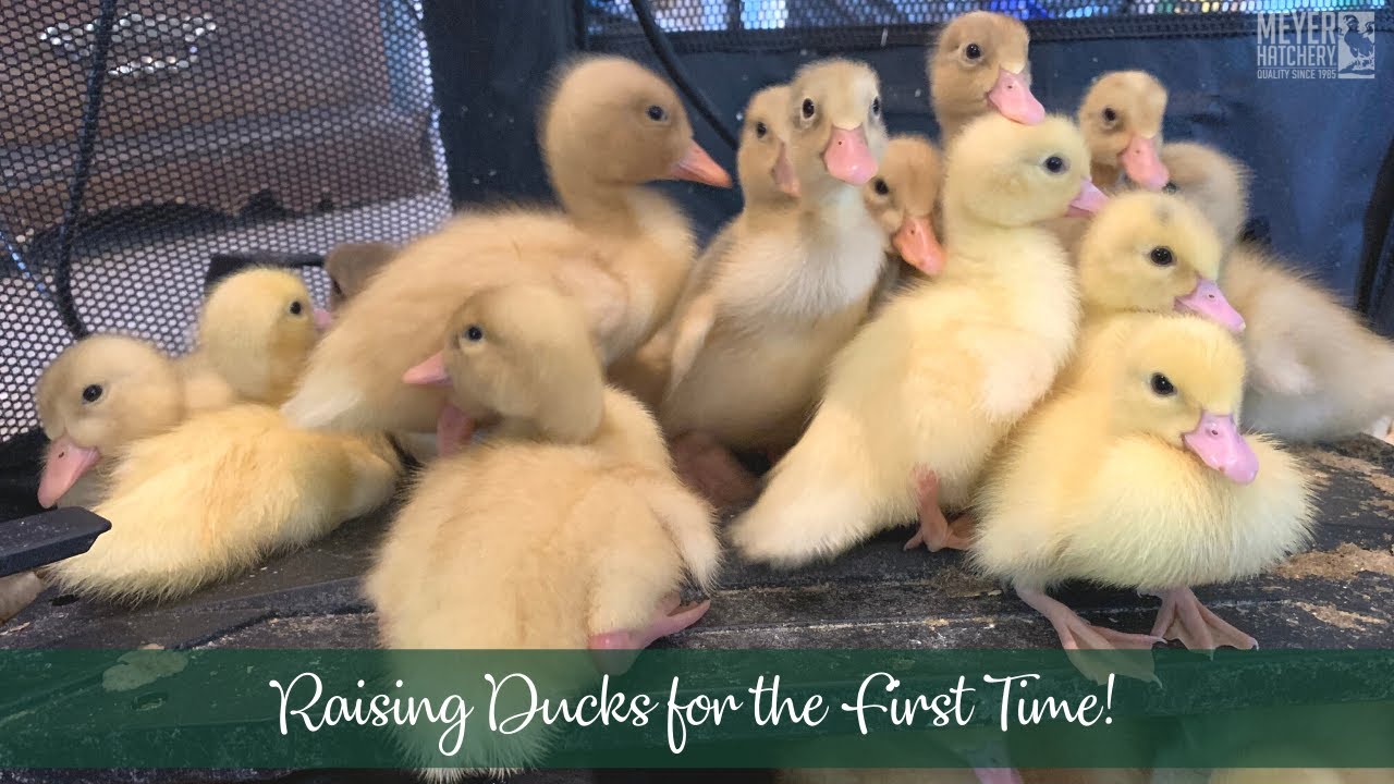 Raising Ducks