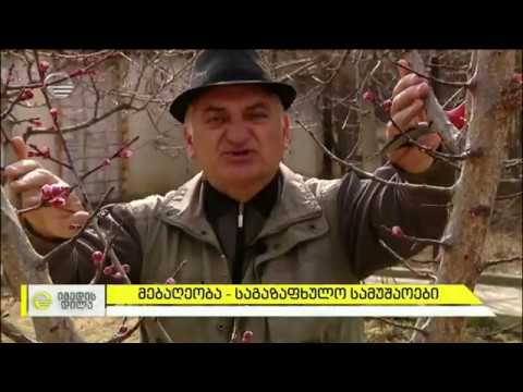 აგრონომი თენგიზ კუტალია. იმედის დილა. 13 მარტი. 2020 წელი