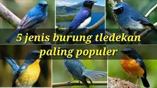 5 jenis burung tledekan/sulingan/sikatan yang populer