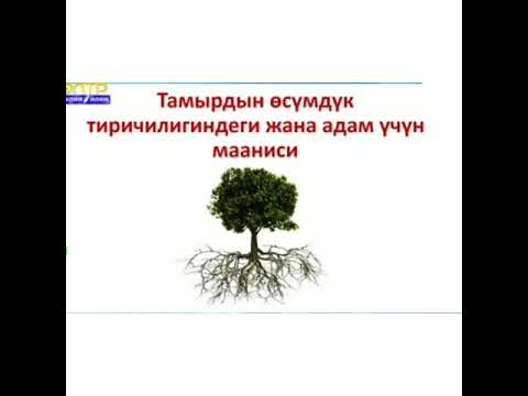 Video: Өсүмдүктөрдүн тамыры менен азыктанууну кантип башкаруу керек (2-бөлүк)