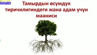 картинка: Тамырдын өсүмдүк тиричилигиндеги жана жаратылыштагы мааниси
