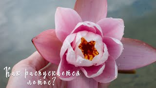 Как распускается лотос? | How the lotus blooms? | Лотос распускается | Таймлапс