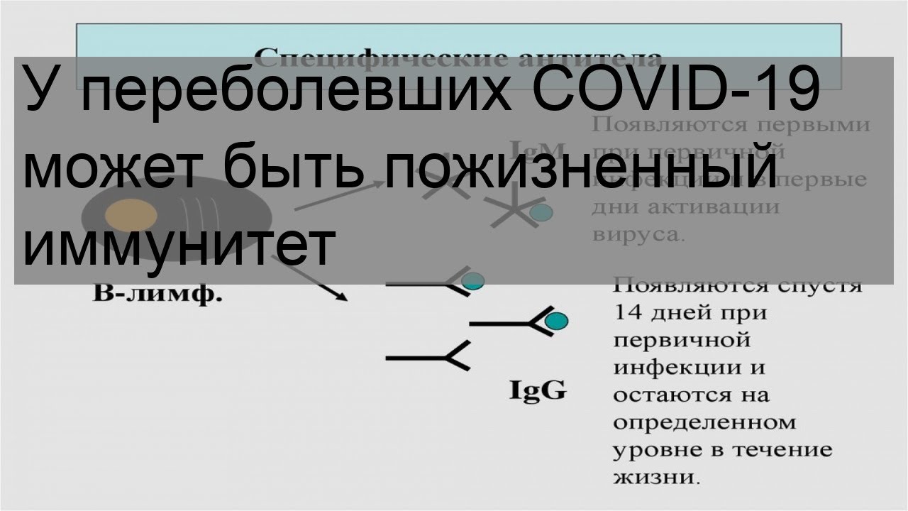 У переболевших COVID-19 может быть пожизненный иммунитет