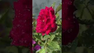 Inaworldfullofthornsbearose 🌹Cozros espeaks Thedeve 🌹lwith ♥️💕ou#Sayinaaword.  🌹rosec 🌹obritllon