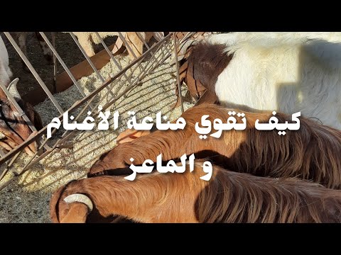 فيديو: مفيد الماعز