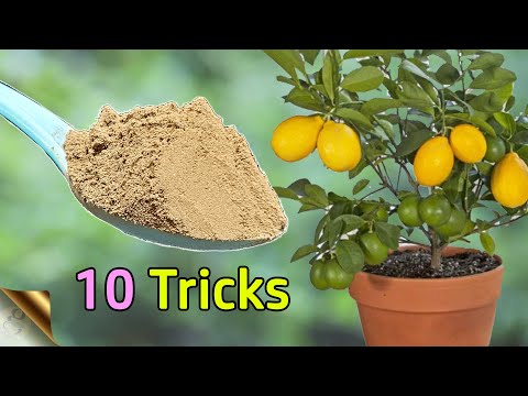 Video: Growing Sweet Lime Trees: How To Take Care Of A Sweet Lime Tree