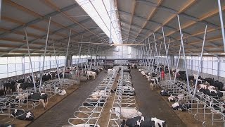 Nieuw modern melkveebedrijf voor Beker in Brummen - www.melkvee.nl