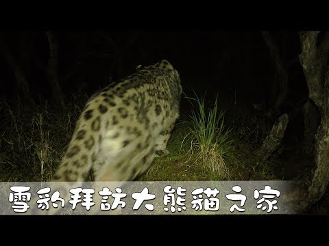 《熊貓播報》臥龍自然保護區雪豹拜訪大熊貓之家 | iPanda熊貓頻道