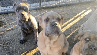 My Cane Corso Pup Tells Me She Doesn’t Like Her Brothers *I THINK SHE’S THE PROBLEM*