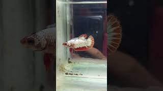 kode 11 female fccp minat komen #bettafish #betta