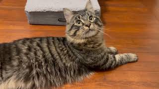 CHANNING - Maine Coon Mix 9 Month Old Boy by CS L 74 views 2 years ago 25 seconds