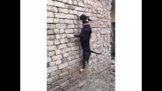 Jump Swag Pitbull Fighter