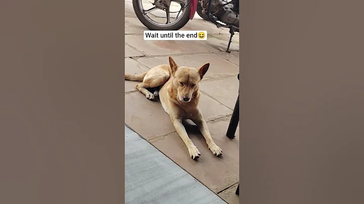 Does your dog sleep like this? #dog #labrador #sleepy