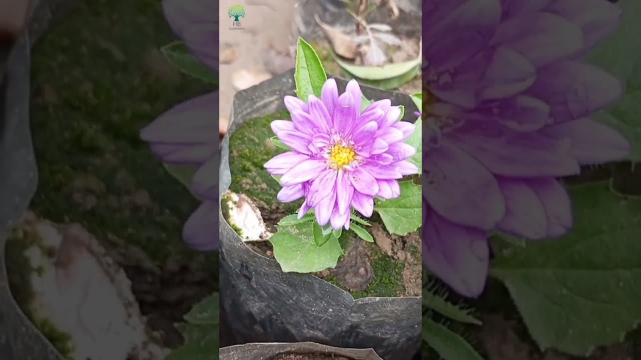 Beautiful flowers grow by seed | HB Gardeners | Plant nursery. 