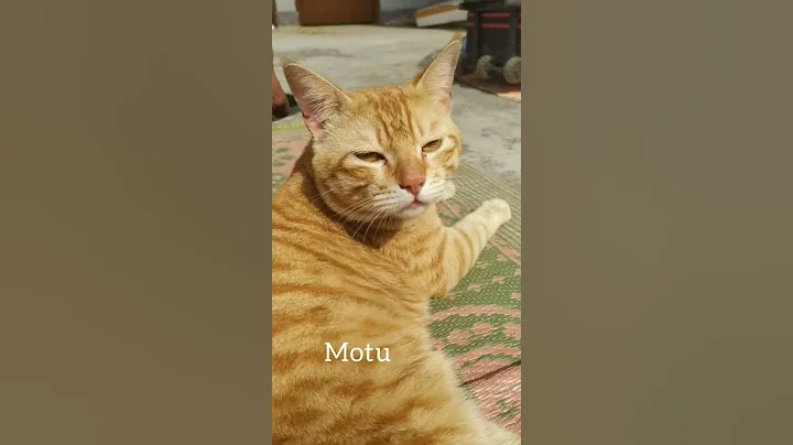 that's not my name!🐈❤️#youtubeshorts #youtube #youtuber #cat #simba #cats #ytshorts #thatsnotmyname