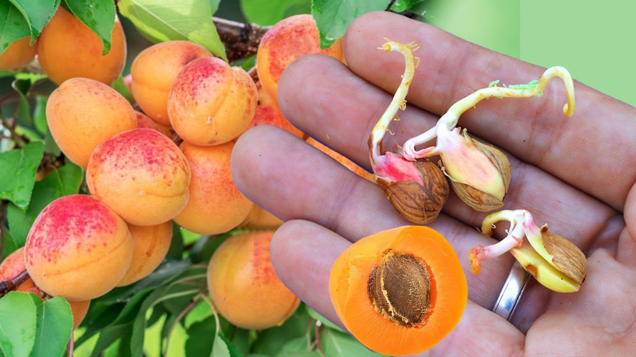 لا ترمى بذور المشمش ازرعها فى الصيف بطريقة مضمونة وسهلة بدون ولا قرش وهتثمر بدون تطعيم🍑apricot seeds