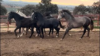 Juego de tronos.futuros caballos sementales luchando por la jerarquía de la manada.caballos y yeguas
