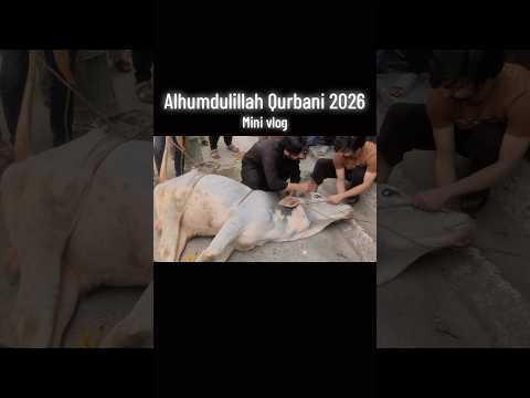 Alhumdulillah Qurbani 2026 #bhattachowkmandi #qurbani #asadrashid #cow #eiduladha2026 #mandi2026