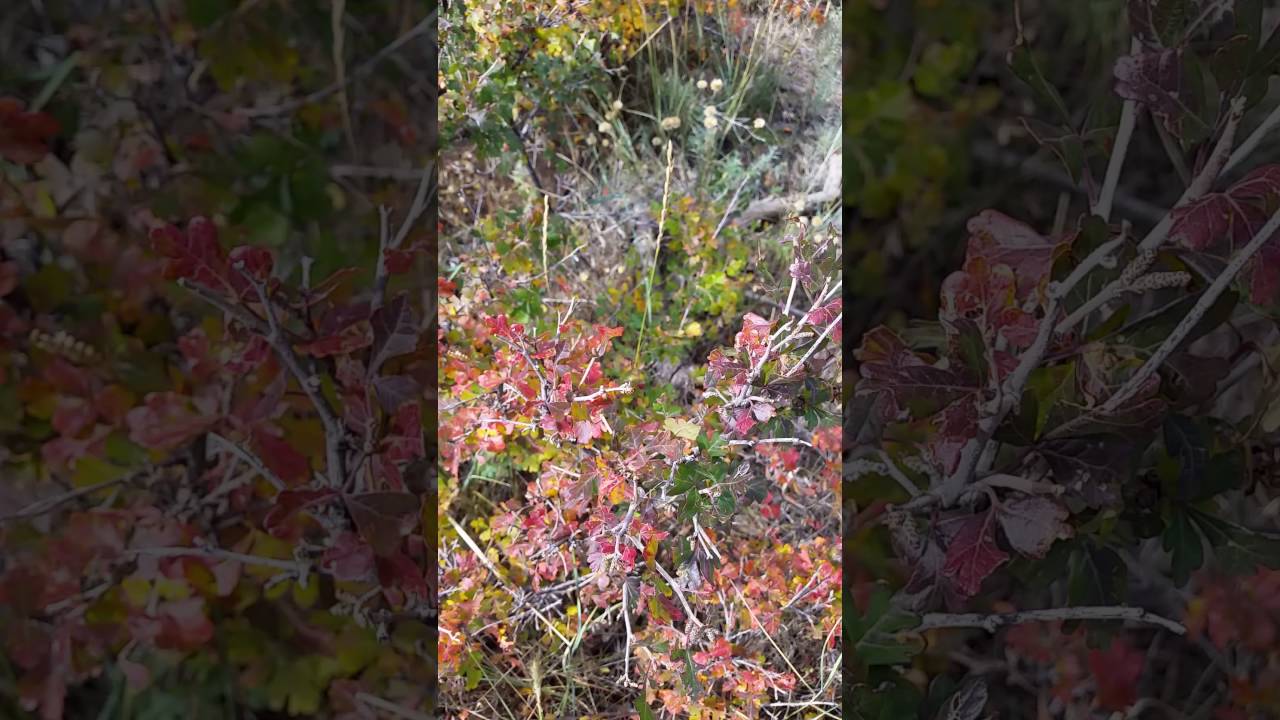 Edible plants near Flagstaff YouTube Edible plants near Flagstaff YouTube
