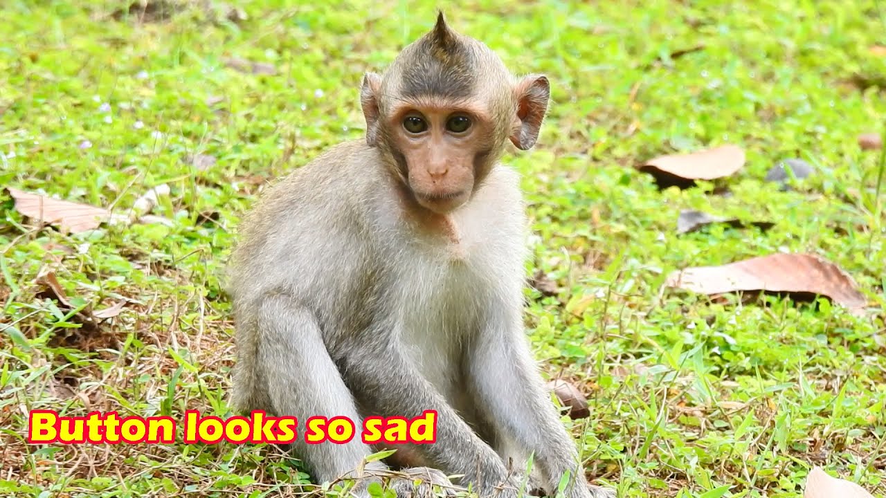 He looks very sad! Baby monkey Button on the 2nd day after getting road accident.