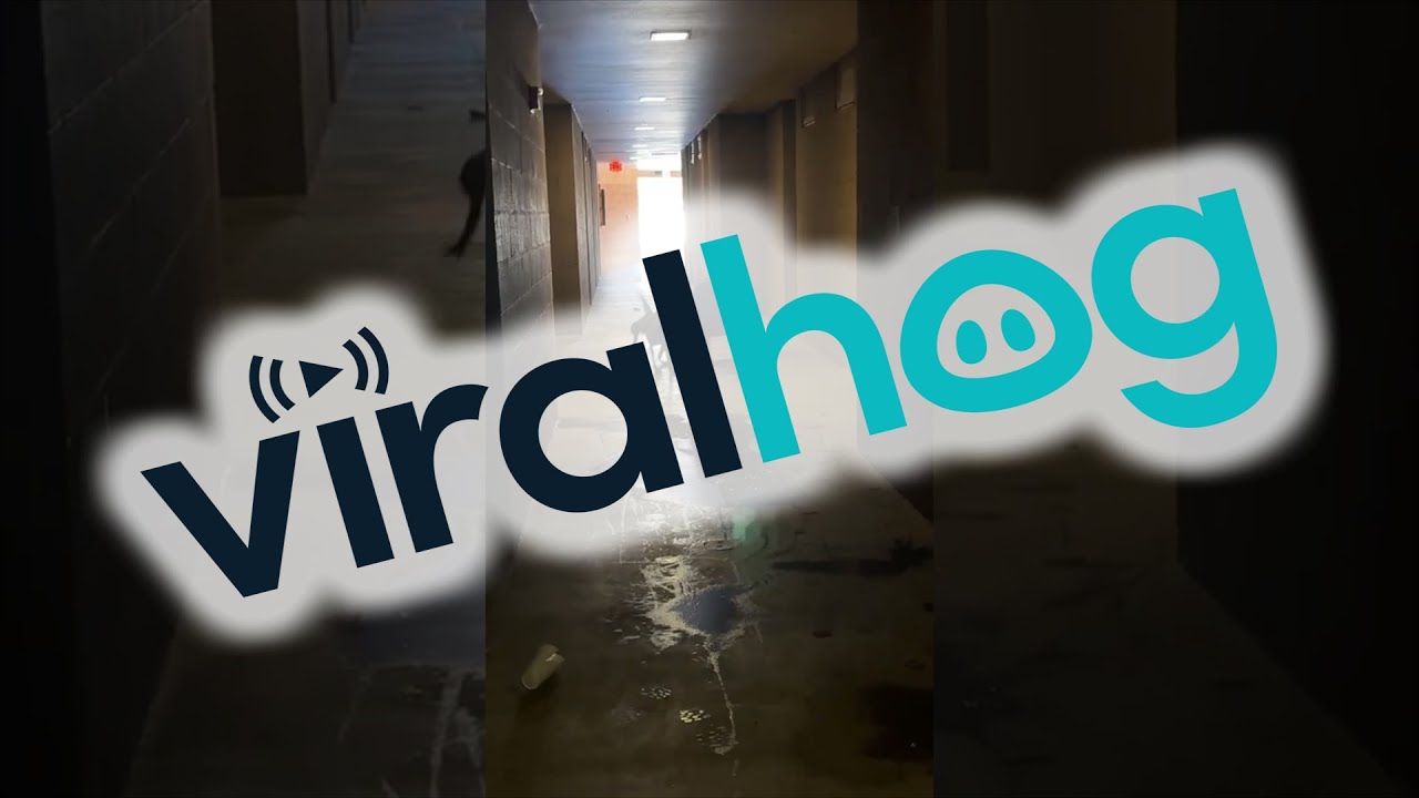 Belgian Malinois Creates Chaos With an Office Chair || ViralHog