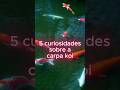 5 curiosidades sobre as carpas kois  #animals #curiosidades #naturezasurpreendente #biologia