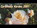 Цветение розы Caramella Kordec 2001 ! Любимая роза Карамелла!