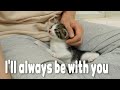 The Rescued Kitten Wants to Be with Human Anytime, Anywhere