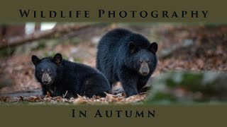 Bear Cubs - Chubby Cubbies in Autumn!