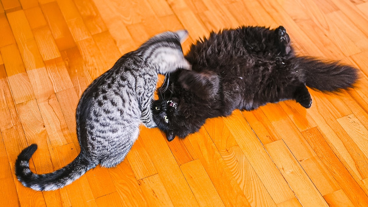 Vampire Cat vs Tabby Kitten 😹 No AI, No Music