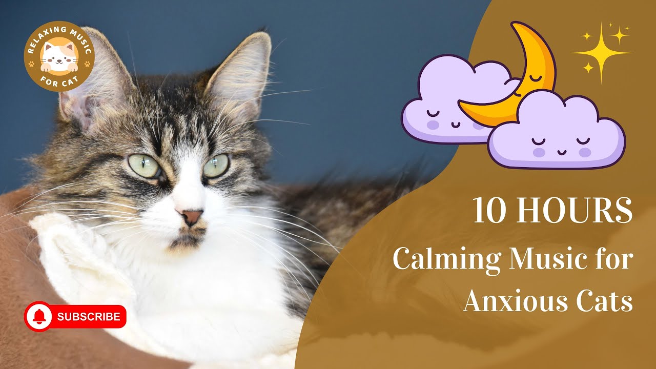 Photo inspiration: Fresh Look at Calming Music For Anxious Cats 10 Hours Relaxing Music For