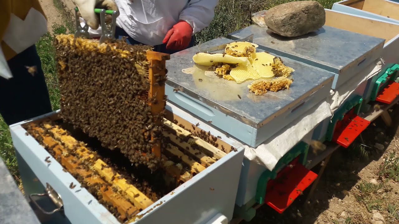 ARIYI BÖLMEYE GELDİK AMA! HAM PETEK VERMENİN PÜF NOKTALARI. Arı Dalak Atarsa.
