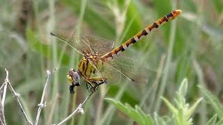 Dragonflies Feeding