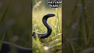 Afrika’nın En Ölümcül Yılanı: Kara Mambanın Sessiz Gücü Resimi